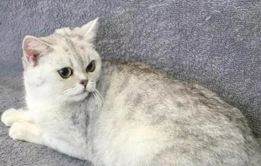 美短顏色分類