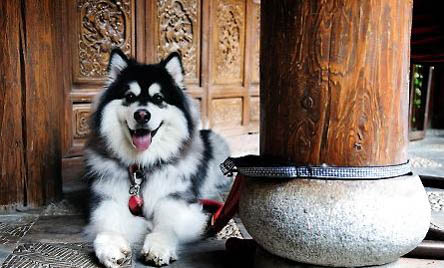 阿拉斯加犬的壽命