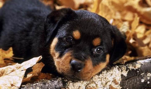 棉花面紗犬哪里有賣