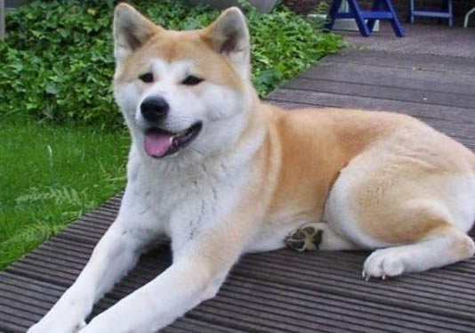 秋田犬和中華田園犬有什么區(qū)別