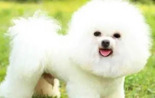 比熊犬貴賓犬哪個好看