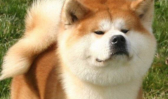 秋田犬禁養原因