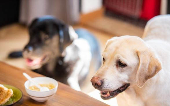 狗多大算是成犬