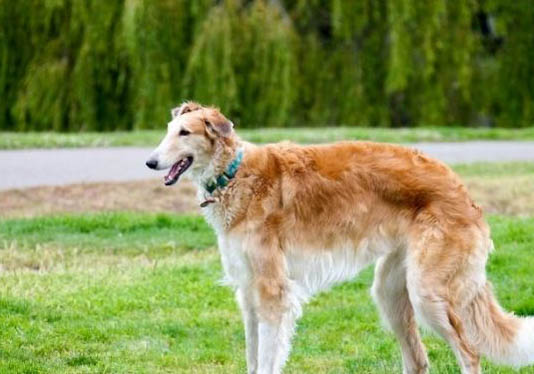 法國狼犬為什么會打嗝