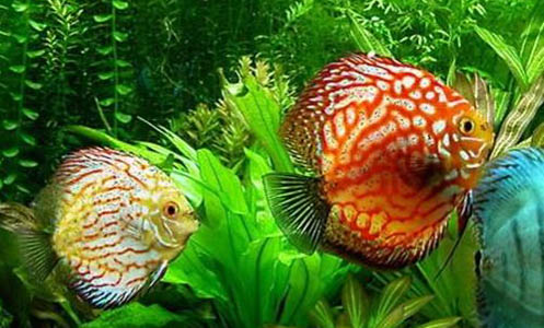 七彩神仙魚繁殖周期
