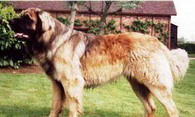 紐波利頓獒犬飼養(yǎng)有什么注意點(diǎn)