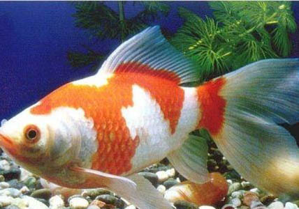 金魚的尾巴梢變黑了