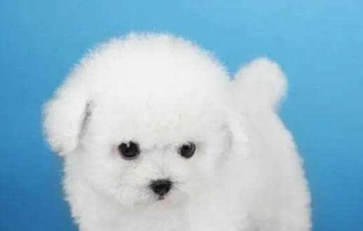貴賓犬如何養
