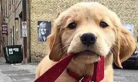 如何挑選金毛幼犬(推薦)