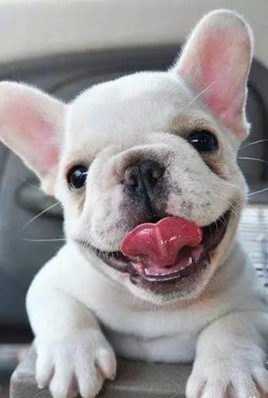 法國斗牛犬的優缺點有哪些