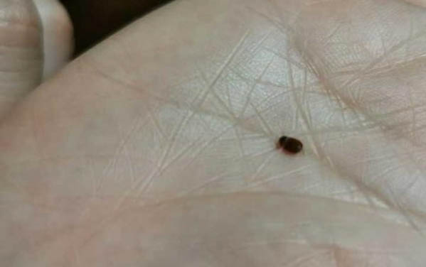 貓要吐毛球的表現