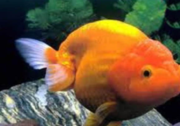 魚魚缸里魚翻跟頭是什么回事?
