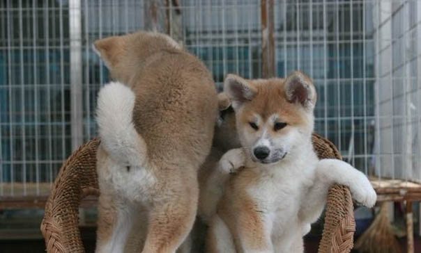 日本秋田犬價格多少錢一只
