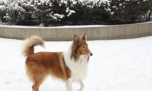 哪里有賣邊境牧羊犬 怎么買牧羊犬