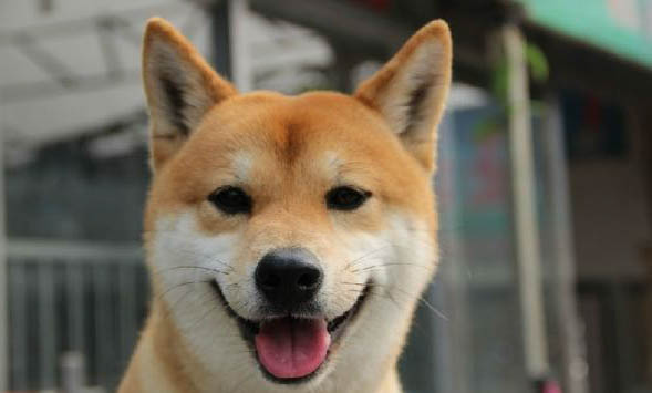 柴犬哪里有賣的
