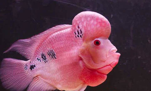 鴻運(yùn)羅漢魚好養(yǎng)嗎