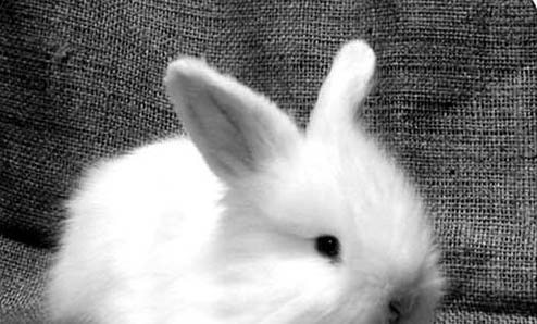新手如何飼養長毛熊倉鼠