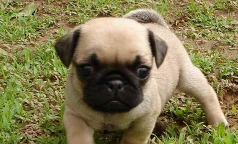 如何遛巴哥犬