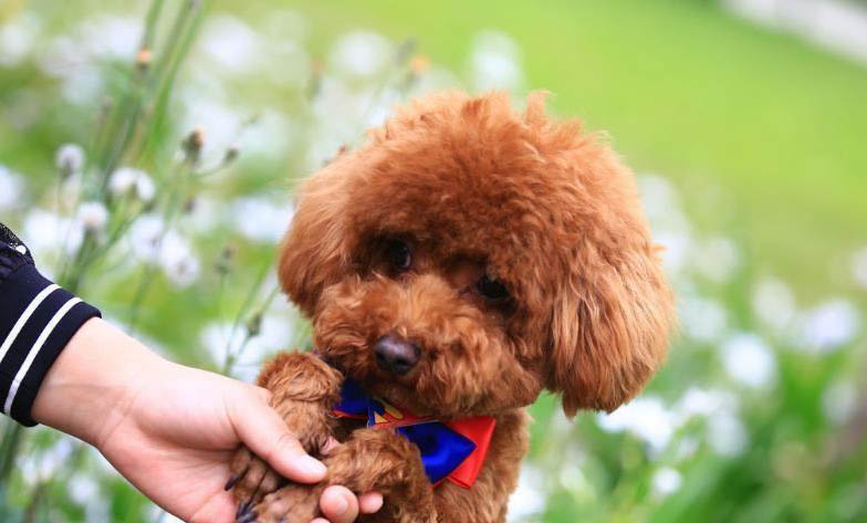 貴賓犬多久洗一次澡