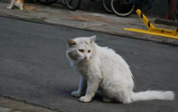 小貓咪能喝羊奶嗎