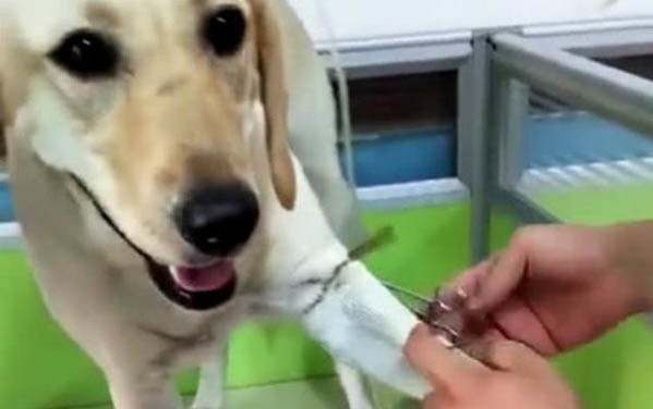狗狗能不能一半狗糧一半米飯