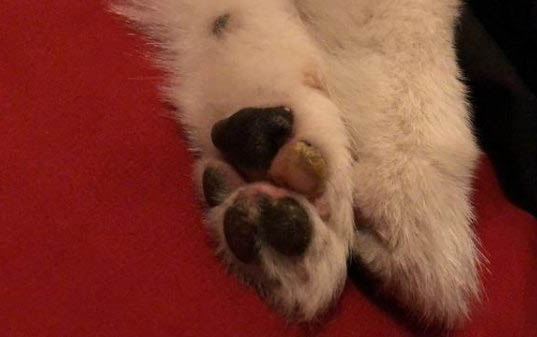 狗重感冒拉稀