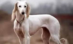 細犬怎么訓練捉兔子