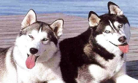 哈士奇犬日常護(hù)理