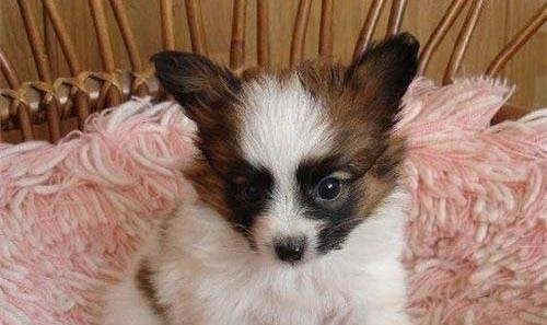 蝴蝶犬喜歡咬人的三種原因及處理方法