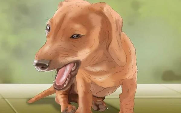 狗狗體內外驅蟲藥哪個好