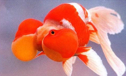 金魚紅斑病的原因及處理方法