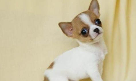 吉娃娃和小鹿犬的區別