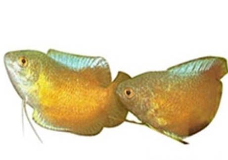 藍曼龍魚為什么跳缸
