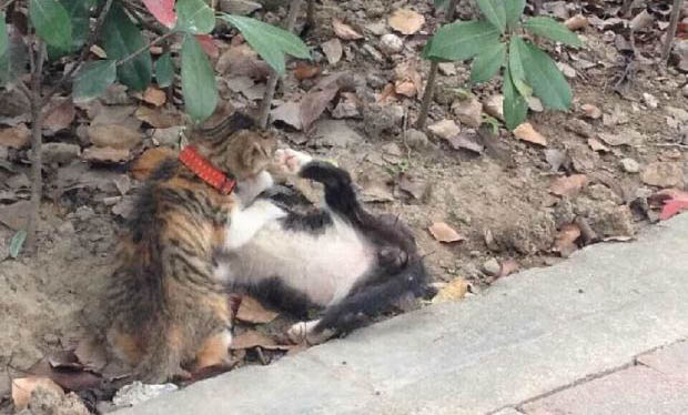 貓咪睡覺需要蓋被子嗎