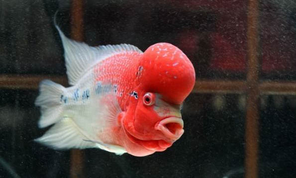 羅漢魚多大起頭變色