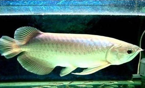 新手養埃及神仙魚注意什么