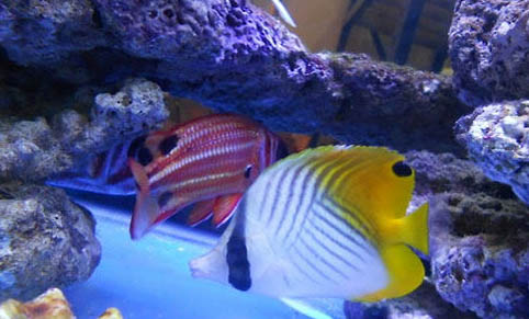 養魚魚缸水渾濁怎么辦
