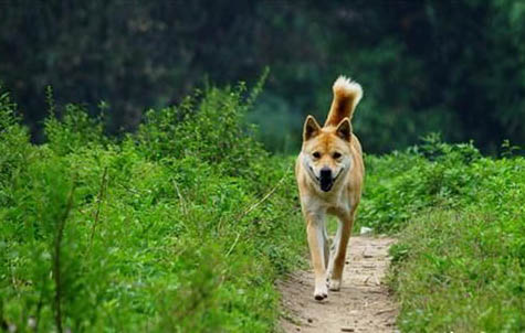 中華田園犬土狗買錢多少錢一只
