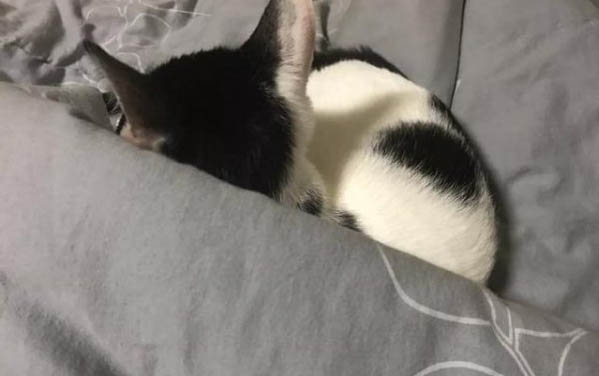 貓咪懷孕最快多久能看出來