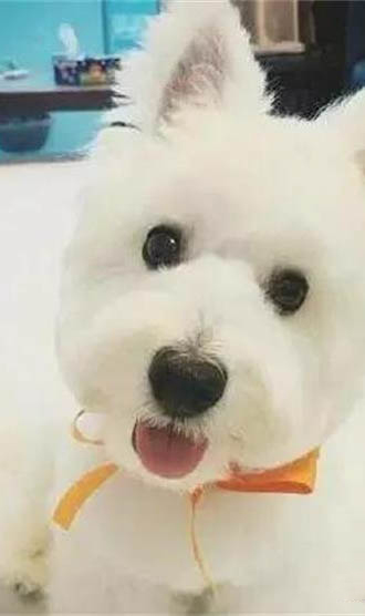 狗狗第一次來月經多少天