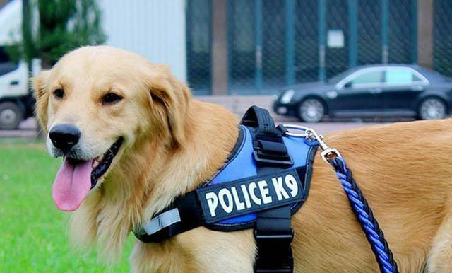 狗狗溶血癥有哪些癥狀