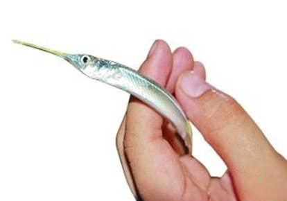 剛出生的孔雀魚怎么喂養