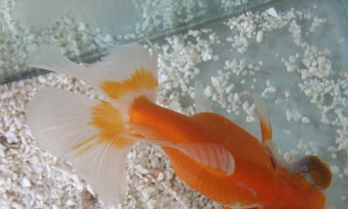 如何減少金魚水中寄生蟲