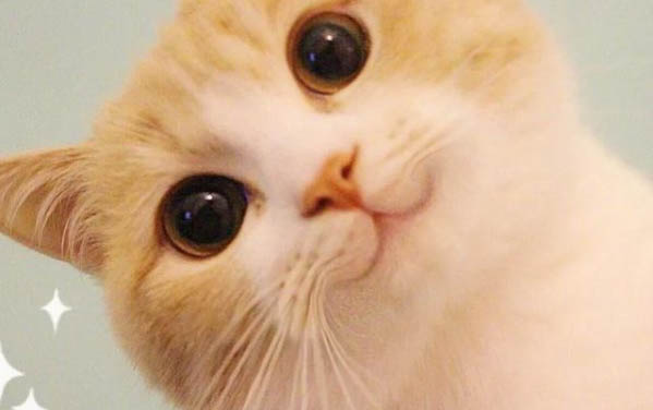 貓愛干凈嗎