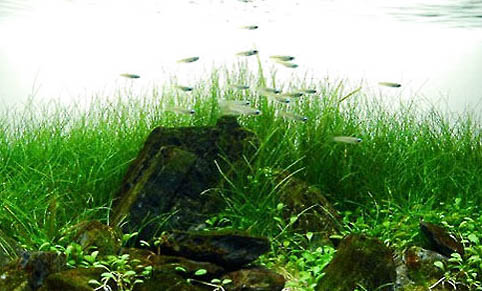 如何降低魚缸水硬度
