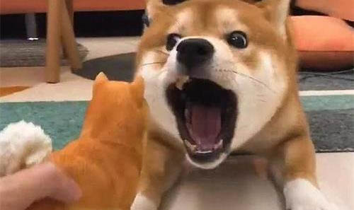 怎么讓狗狗關籠子不叫喚