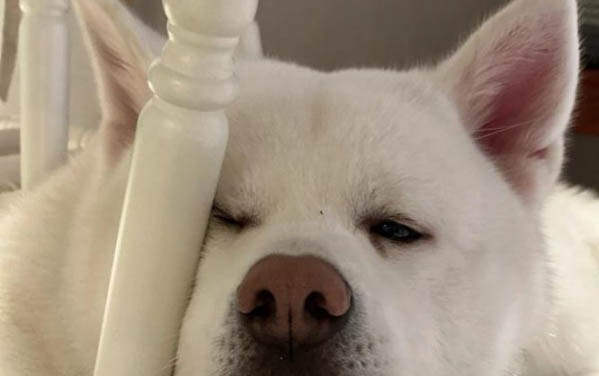 狗狗疫苗一般多少錢
