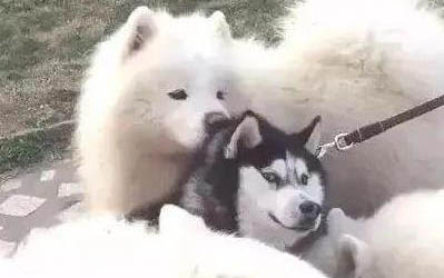 薩摩耶犬會掉毛嗎