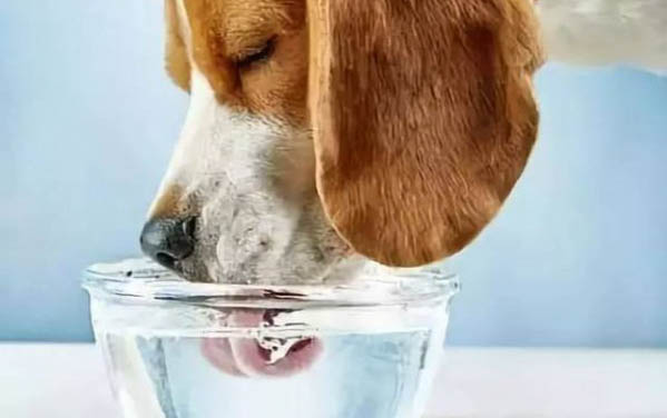 狗狗鼻塞癥狀