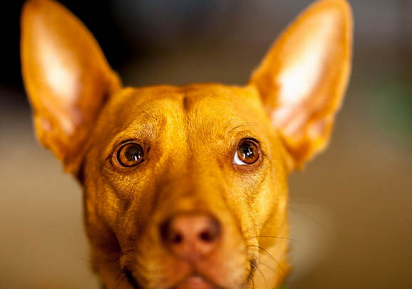 維希拉獵犬拉血便的原因及處理方法